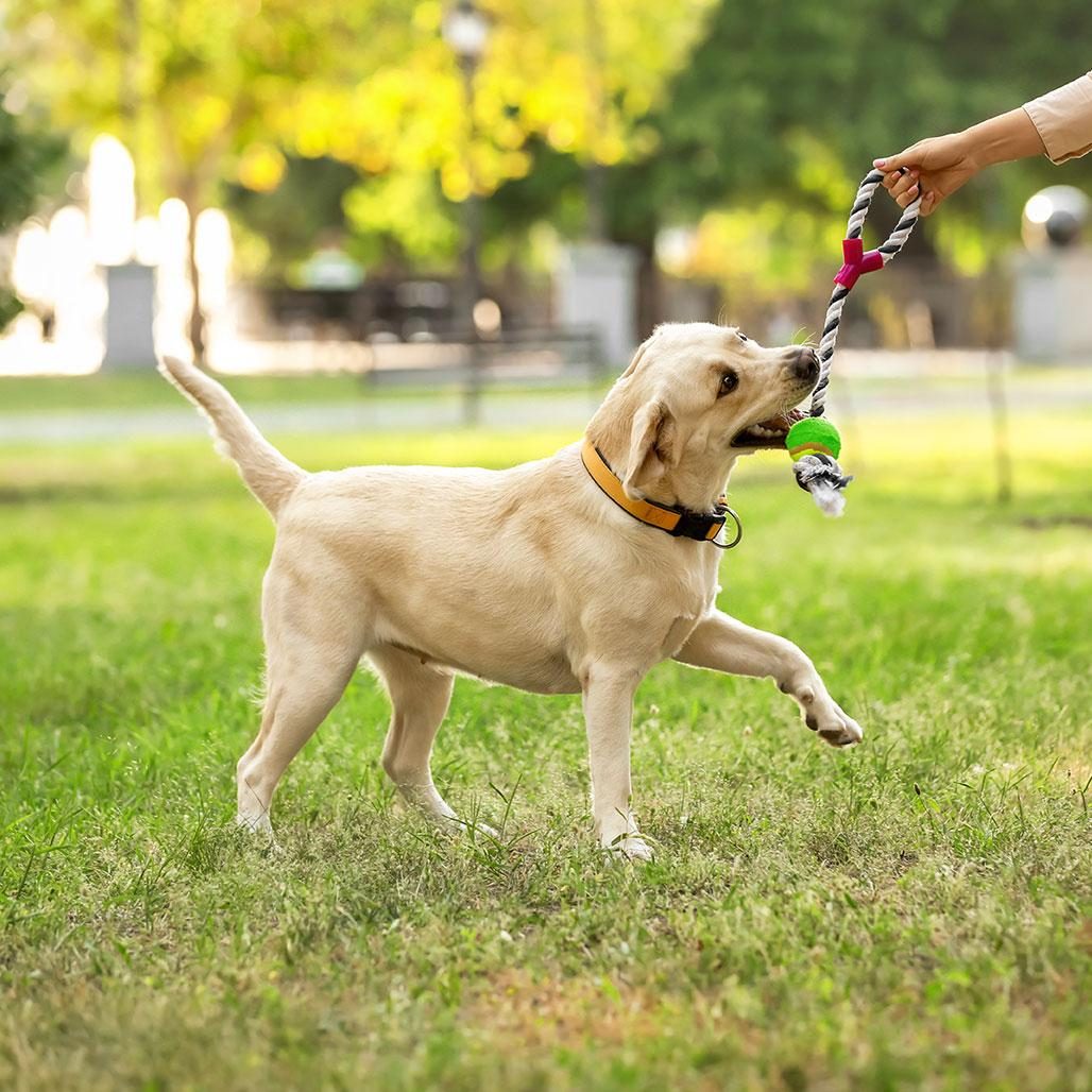 Labrador puxando uma corda de brinquedo no parque