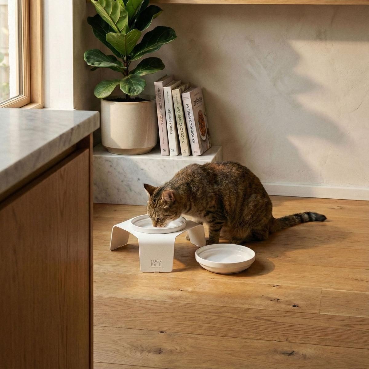 Gato tigrado comendo em um comedouro elevado